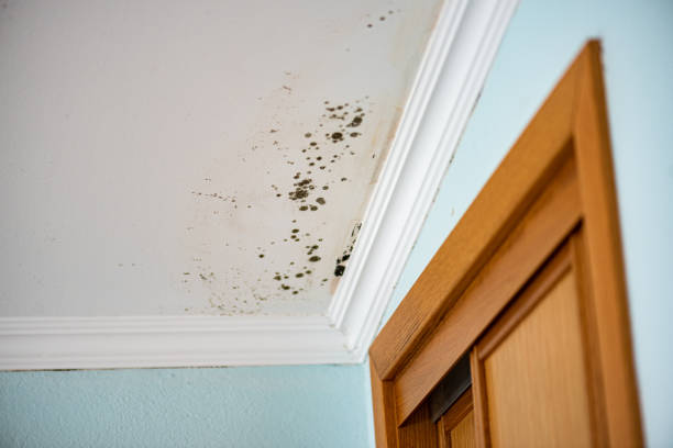 Best Professional Mold Removal  in Congress, AZ