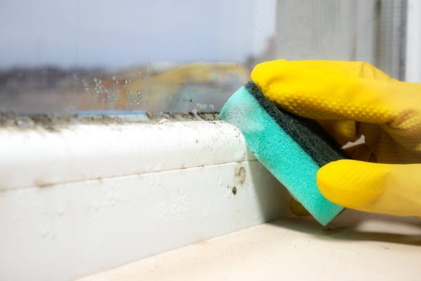 Best Attic Mold Removal  in Congress, AZ