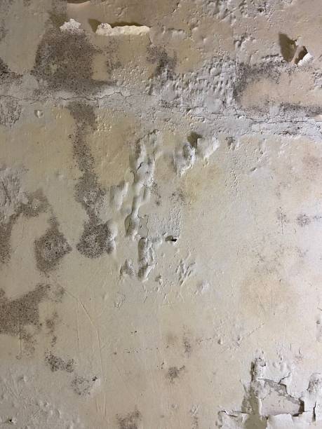 Best Mold Damage Repair  in Congress, AZ