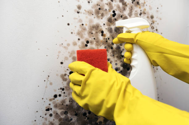 Best Mold Cleaning Services  in Congress, AZ