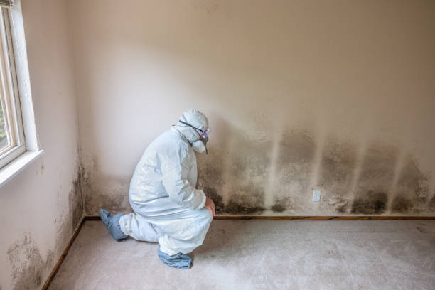 Professional Mold Removal in Congress, AZ