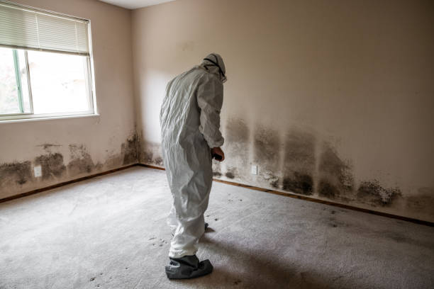 Best Commercial Mold Removal  in Congress, AZ