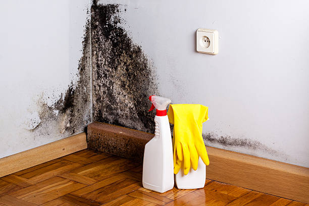 Best Emergency Mold Removal  in Congress, AZ