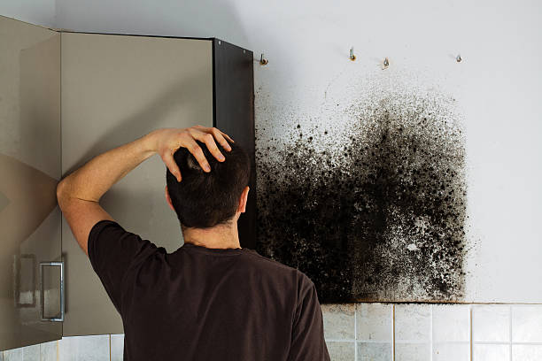 Best Same-Day Mold Removal  in Congress, AZ